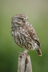 Little owl up close on a fence post