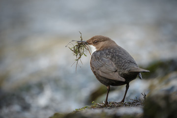 Dipper in England with nesting material