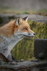 Fox portrait in urban background