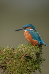 Kingfisher sitting upon moss
