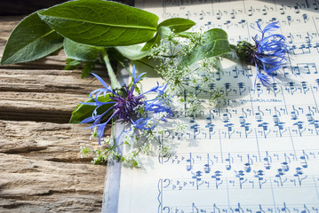 Altes handgeschriebenes Notenblatt mit blauer Kornblume (Centaurea cyanus) und Wiesenkräutern auf Treibholz / Holz Hintergrund 