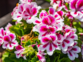 Pink White Cornflower Flower on Natural Background