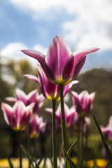 Lilies in the spring time
