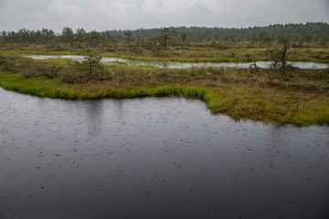 Obraz premium raindrops on a lake in Kakerdaja Bog, in Korvemaa, estonia