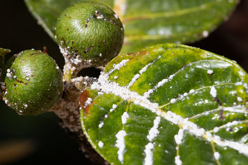 Mealybug on leaf figs. Plant aphid insect infestation 