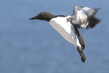 common murre at the time of landing on the rocks in the colony