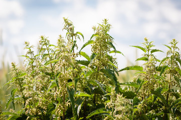 large shrub blooming nettle against a blue sky with clouds