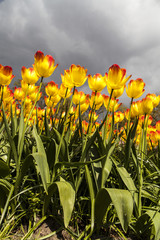 yellow tulips in the spring time