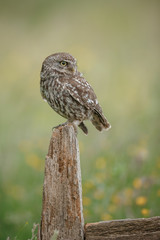 Little owl in buttercup meadow