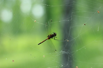 Стрекоза в паутине