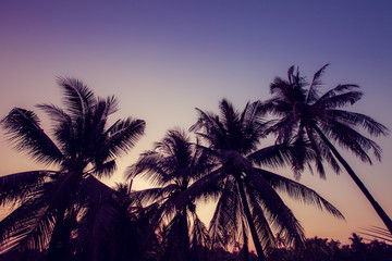 Fototapeta premium Silhouette coconut tree