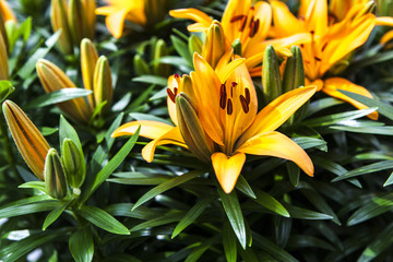 yellow lilies