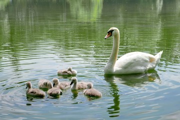 Famille de cygnes dans l'eau