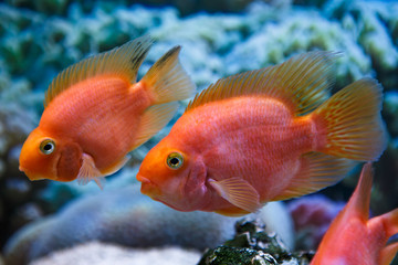 two aquarium fish