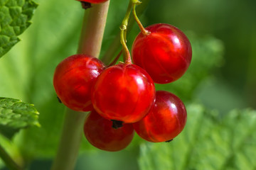 redcurrants close up