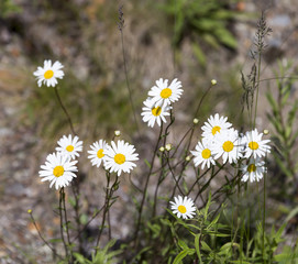 Ox-eye Daisy Flowers