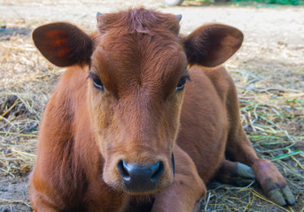 Red heifer in the pasture
