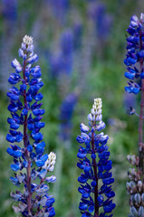 Obraz premium lupine flowers in the village with blue base and white tip