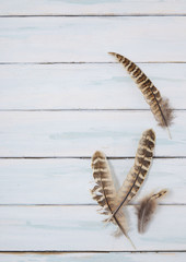 Bird feather border - Pheasant feathers arranged on a white painted wooden table top background to form a page border