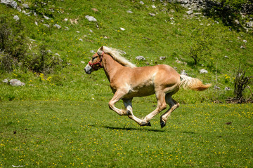 Naklejka na ściany i meble Brown horse gallop on riding field