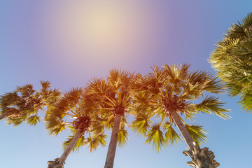 Tropical palm tree at beach. VIntage filter