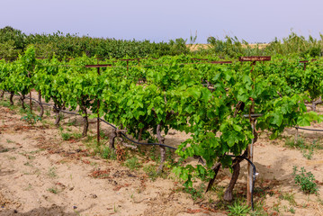 Fototapeta na wymiar Grape field on the Greek island of Kos, Greece.