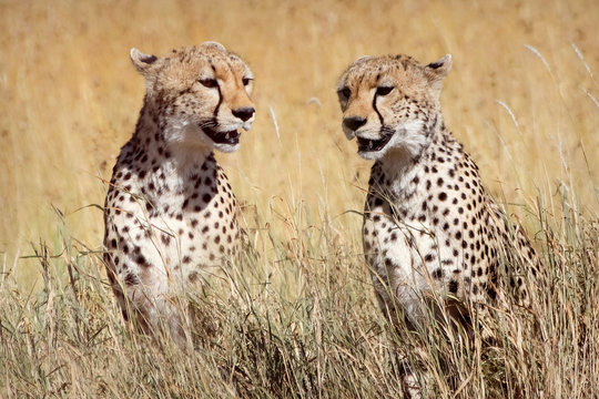 Cheetah in the Serengeti National Park. Tanzania.