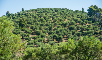 Fototapeta na wymiar Olive trees grove by the sea