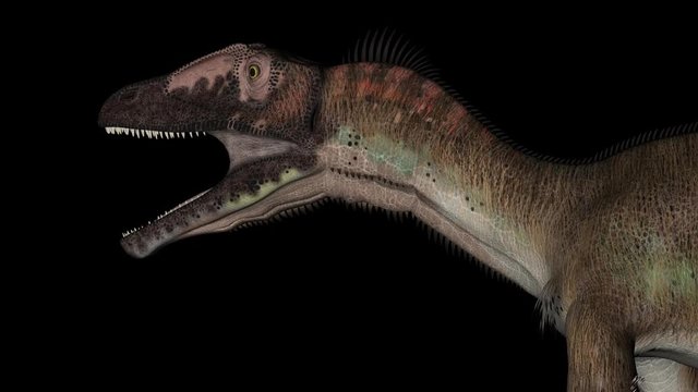 Head of Utahraptor Dinosaur in Rotation on Black Background