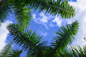 Fototapeta na wymiar Coconut Trees and Blue Sky