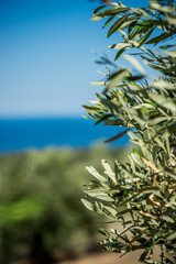 Young green olives hang on branches against an olive grove background