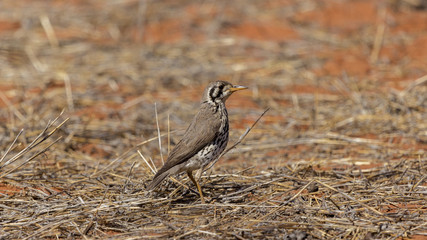 Groundscraper Thrush, Botswana