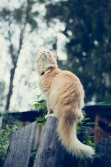 The red cat on the fence.