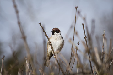 Sparrow on the branch