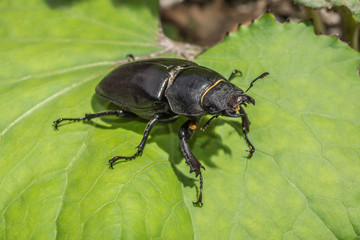 Hirschkäfer Weibchen