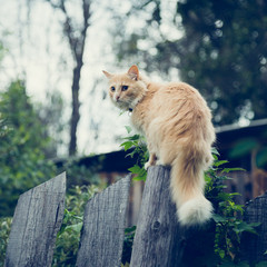 The red cat on the fence.