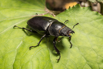 Hirschkäfer Weibchen