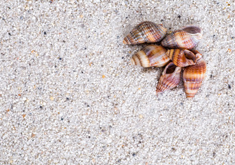 Sea shells on sand. Summer beach background. Top view