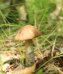 mushroom boletus