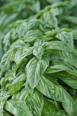 Basil herb plants in the herb garden