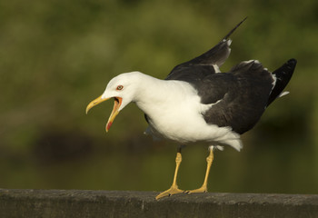 Obraz premium Lesser Black-backed gull