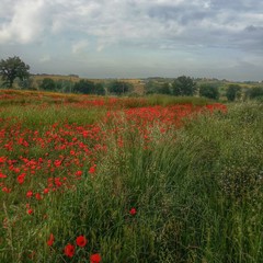 Campo di papaveri