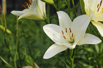 Pretty White and yellow Lilies in bloom
