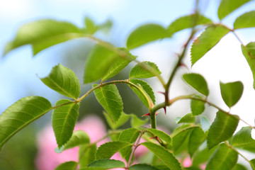 green leaves background