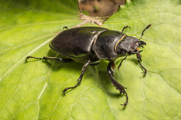 Hirschkäfer Weibchen