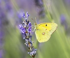 Butterfly Colias croceus