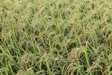 Obraz premium Paddy rice field