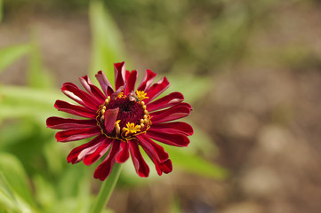 Single deep red Zinnia bloom 