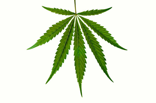 Cannabis leaf on a white background.