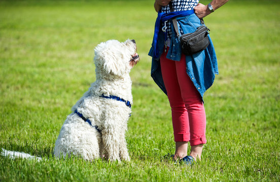 Hundeschule, Hundeerziehung